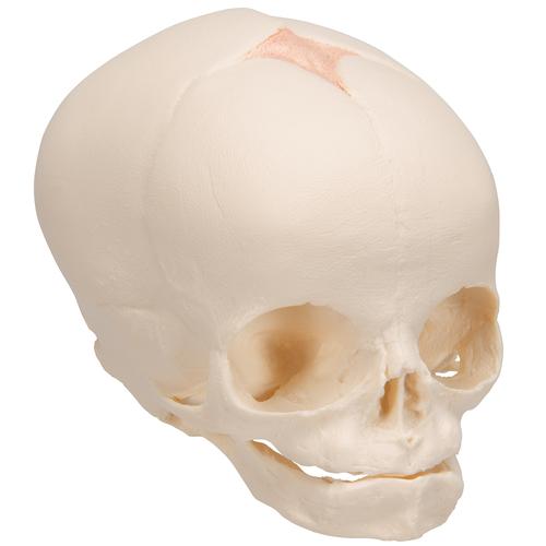 胎儿颅骨模型 - 3B Smart Anatomy, 1000057 [A25], 头颅模型