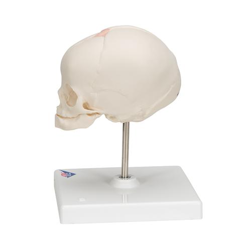 Модель черепа плода, натуральный размер, 30-я неделя беременности, на подставке - 3B Smart Anatomy, 1000058 [A26], Модели черепа человека