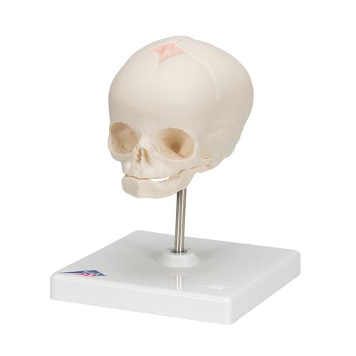 Crâne de fœtus, sur support - 3B Smart Anatomy, 1000058 [A26], Modèles de moulage de crânes humains