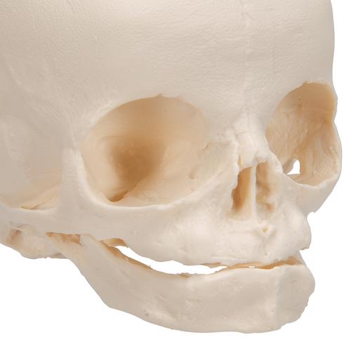 Cr&aacute;neo de feto, sobre soporte, 1000058 [A26], Modelos de Cr&aacute;neos Humanos