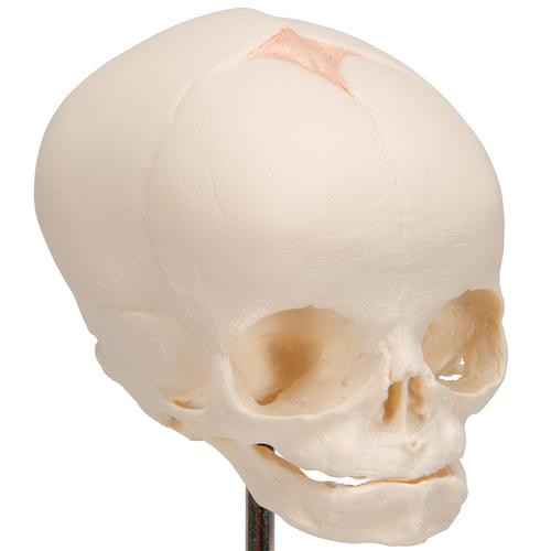 Foetal Skull Model, Natural Cast, 30th week of Pregnancy, on Stand - 3B Smart Anatomy, 1000058 [A26], Human Skull Models