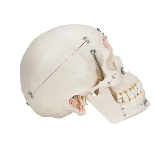 치아구조 갖춘 두개골 모형, 10파트 Deluxe Human Demonstration Dental Skull Model, 10 part - 3B Smart Anatomy, 1000059 [A27], 두개골 모형