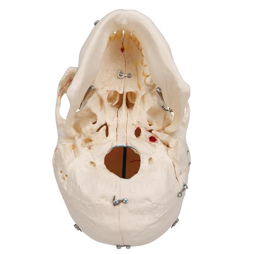 Модель черепа человека класса «люкс», 10 частей - 3B Smart Anatomy, 1000059 [A27], Модели черепа человека