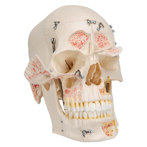 Crâne didactique sur colonne vertébrale, en 4 parties - 3B Smart Anatomy -  1020161 - A20/2 - Modèles de moulage de crânes humains - 3B Scientific