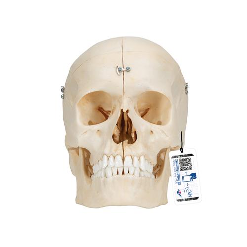 BONElike™ 颅骨模型，6部分 - 3B Smart Anatomy, 1000062 [A281], 头颅模型