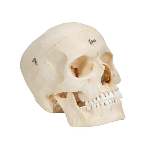 3B Scientific® rendszer koponya – csontos koponya, 6 részes - 3B Smart Anatomy, 1000062 [A281], Koponya modellek