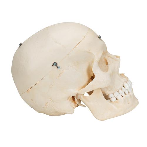 BONElike Kafatası - Kemikli kafatası, 6 parçalı - 3B Smart Anatomy, 1000062 [A281], Kafatası Modelleri
