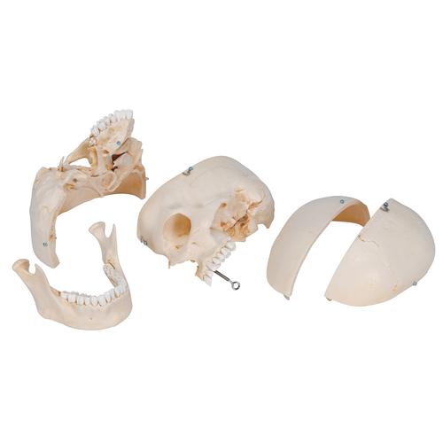 Модель черепа человека, материал BONElike, 6 частей - 3B Smart Anatomy, 1000062 [A281], Модели черепа человека