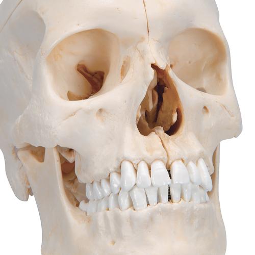 Crâne BONElike™ en 6 parties, structures osseuses détaillées - 3B Smart Anatomy, 1000062 [A281], Modèles de moulage de crânes humains