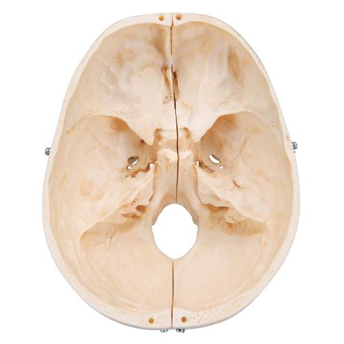 BONElike™ Cranio - cranio osseo, in 6 parti - 3B Smart Anatomy, 1000062 [A281], Modelli di Cranio