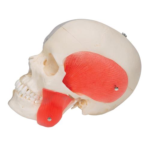BONElike™ Cranio - cranio combinato, trasparente/osseo, in 8 parti - 3B Smart Anatomy, 1000063 [A282], Modelli di Cranio