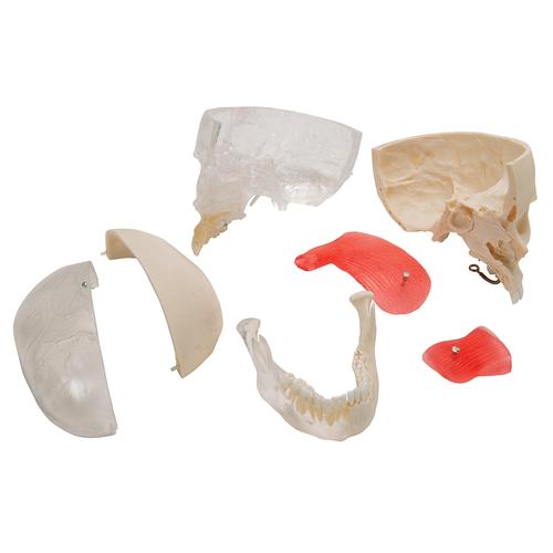 BONElike Cráneo – Cráneo combinado transparente / huesos, 8 partes - 3B Smart Anatomy, 1000063 [A282], Modelos de Cráneos Humanos