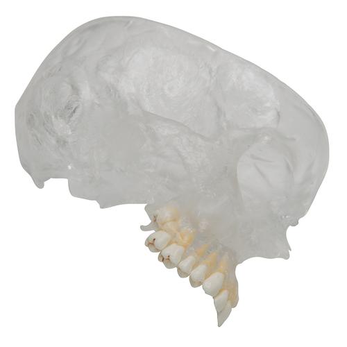 BONElike Kafatası - Kombi kafatası, Şeffaf/Kemikli, 8 parçalı - 3B Smart Anatomy, 1000063 [A282], Kafatası Modelleri