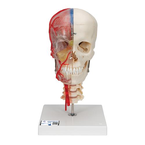 BONElike™ 教学用豪华型颅模型，7部分 - 3B Smart Anatomy, 1000064 [A283], 头颅模型