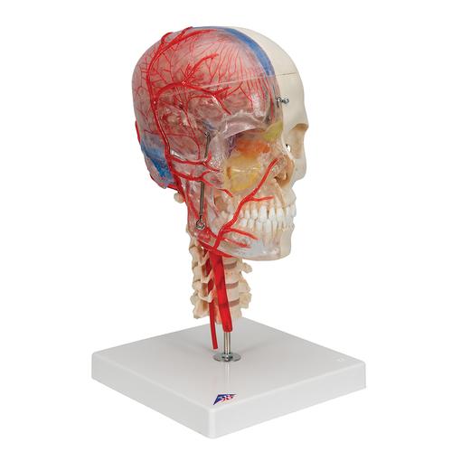 BONElike Human Skull Model, Half Transparent & Half Bony, Complete with Brain & Vertebrae - 3B Smart Anatomy, 1000064 [A283], Human Spine Models