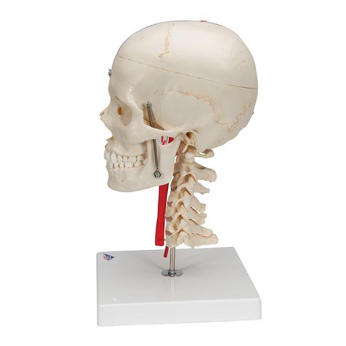 반쪽은 투명 반쪽은 실제 뼈와 유사한 두개골 모형 뇌와 척추뼈 포함  BONElike Human Skull Model, Half Transparent & Half Bony- Complete with  Brain and Vertebrae - 3B Smart Anatomy, 1000064 [A283], 두개골 모형