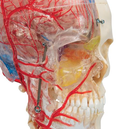 반쪽은 투명 반쪽은 실제 뼈와 유사한 두개골 모형 뇌와 척추뼈 포함  BONElike Human Skull Model, Half Transparent & Half Bony- Complete with  Brain and Vertebrae - 3B Smart Anatomy, 1000064 [A283], 척추뼈 모형