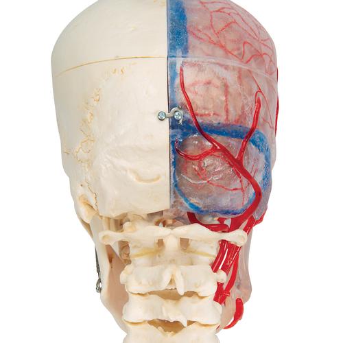 BONElike™ Human Skull Model, Half Transparent & Half Bony, Complete with Brain & Vertebrae - 3B Smart Anatomy, 1000064 [A283], Vertebra Models