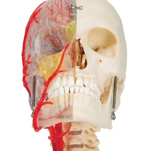 BONElike Schädel Modell, transparent und didaktisch aufbereitet, 7-teilig - 3B Smart Anatomy, 1000064 [A283], Wirbelmodelle