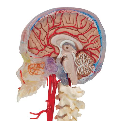 Модель черепа человека, комбинированный, с мозгом и позвоночником, BONElike, 8 частей - 3B Smart Anatomy, 1000064 [A283], Модели отделов позвоночника и отдельных позвонков человека