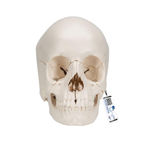 Crâne articulé 3B Scientific® - version anatomique, 22 pièces - 3B Smart Anatomy, 1000068 [A290], Modèles de moulage de crânes humains