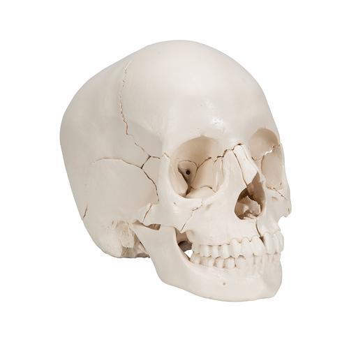 3B Scientific® Steckschädel Modell, in 22 Knochen zerlegbar - 3B Smart Anatomy, 1000068 [A290], Schädelmodelle