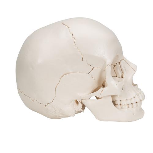 Crânio de encaixe 3B Scientific® - Versão anatômica, em 22 partes, 1000068 [A290], Modelo de crânio