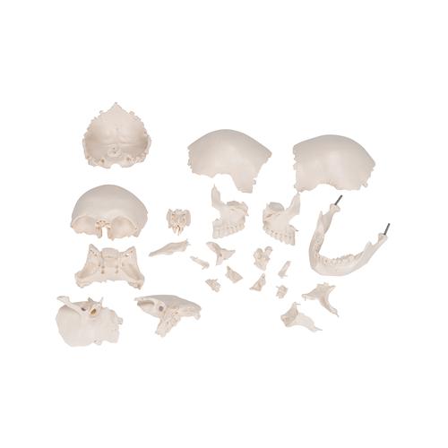 Beauchene Adult Human Skull Model, Bone Colored Version, 22 part - 3B Smart Anatomy, 1000068 [A290], Human Skull Models