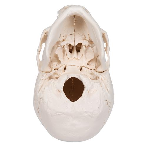 成人颅骨模型，22部分 - 3B Smart Anatomy, 1000068 [A290], 头颅模型