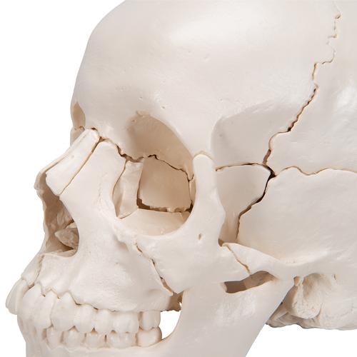 Beauchene Adult Human Skull Model, Bone Colored Version, 22 part - 3B Smart Anatomy, 1000068 [A290], Human Skull Models