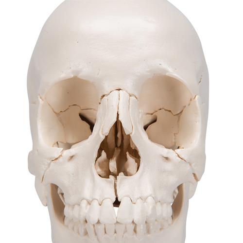 3B Scientific® Kafatası Modeli – 22 parça, ayrılabilir, doğal görünümlü - 3B Smart Anatomy, 1000068 [A290], Kafatası Modelleri