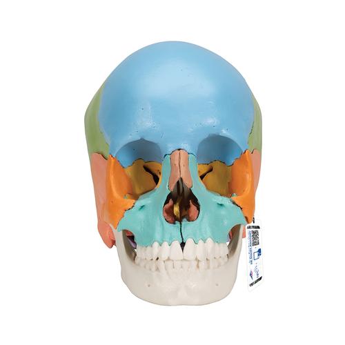 3B Scientific® Kafatası Modeli – 22 parça, ayrılabilir, renkli - 3B Smart Anatomy, 1023540 [A291], Kafatası Modelleri