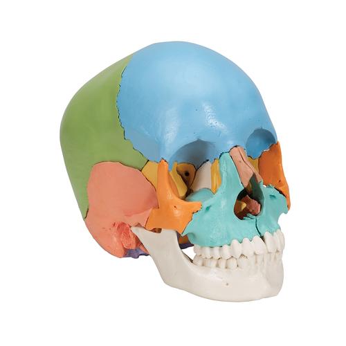 成人颅骨模型（彩色），22部分 - 3B Smart Anatomy, 1023540 [A291], 头颅模型
