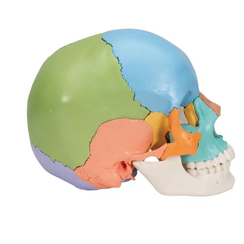 成人颅骨模型（彩色），22部分 - 3B Smart Anatomy, 1023540 [A291], 头颅模型