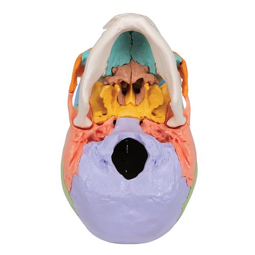 성인 두개골 교육용 채색 모형, 22파트 Beauchene Adult Human Skull Model - Didactic Colored Version, 22 part - 3B Smart Anatomy, 1023540 [A291], 두개골 모형