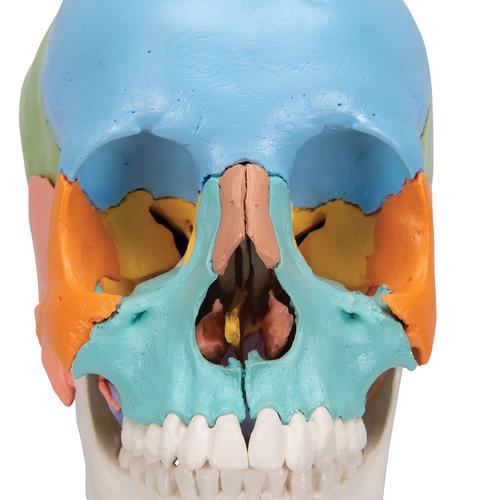 Crâne articulé 3B Scientific® - 22 pièces - version didactique en couleurs - 3B Smart Anatomy, 1000069 [A291], Modèles de moulage de crânes humains