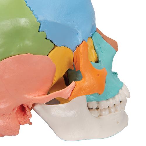 Crâne articulé 3B Scientific® - 22 pièces - version didactique en couleurs - 3B Smart Anatomy, 1000069 [A291], Modèles de moulage de crânes humains
