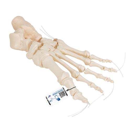 Esqueleto do pé com ossos acordoados em nylon, 1019356 [A30/2], Modelos de esqueletos da perna e pé