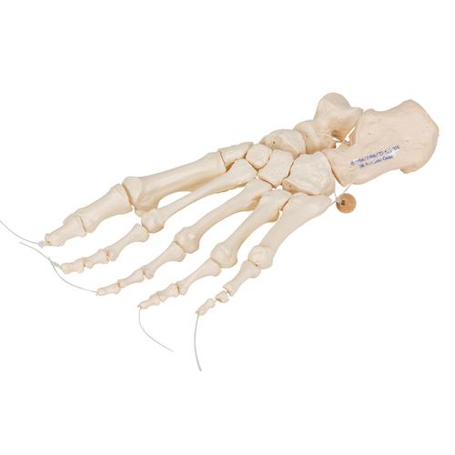 Esqueleto del Pie ensartado en forma suelta en nylon - 3B Smart Anatomy, 1019356 [A30/2], Modelos de esqueleto de Pierna y Pie