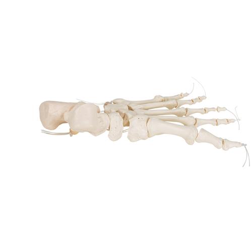 Модель скелета стопы, соединенная нейлоновой нитью - 3B Smart Anatomy, 1019356 [A30/2], Модели скелета ноги и стопы