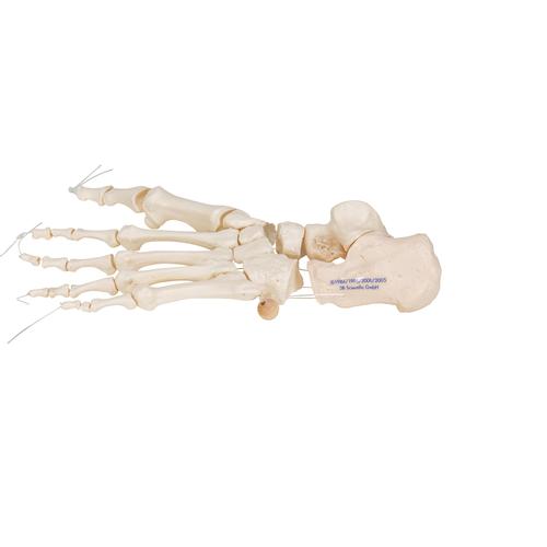 Human Foot Skeleton, Loosely Threaded on Nylon String- 3B Smart Anatomy, 1019356 [A30/2], Leg and Foot Skeleton Models