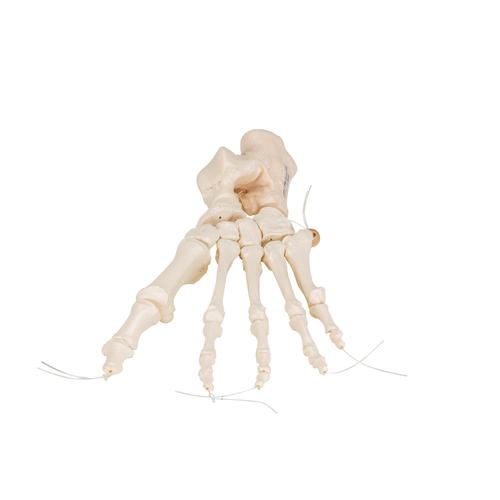 足骨骼，用尼龙绳松动连接 - 3B Smart Anatomy, 1019356 [A30/2], 腿和脚骨骼模型