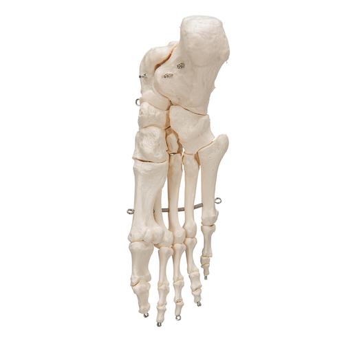 足骨骼，用不锈钢丝连 - 3B Smart Anatomy, 1019355 [A30], 腿和脚骨骼模型