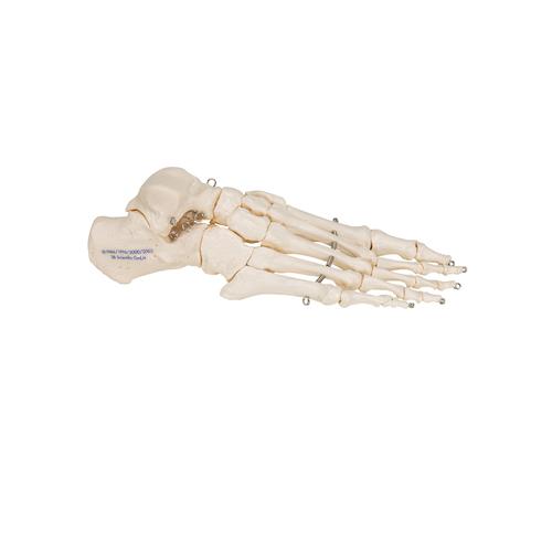 Human Foot Skeleton, Wire Mounted - 3B Smart Anatomy, 1019355 [A30], Leg and Foot Skeleton Models