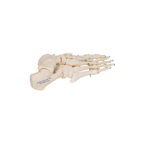 Squelette du pied sur fil de fer, - 3B Smart Anatomy, 1019355 [A30], Modèles de squelettes des membres inférieurs