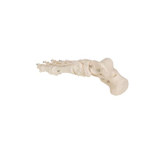 Human Foot Skeleton, Wire Mounted - 3B Smart Anatomy, 1019355 [A30], Leg and Foot Skeleton Models