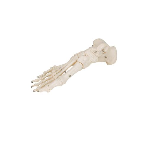 Esqueleto del Pie articulado en alambre - 3B Smart Anatomy, 1019355 [A30], Modelos de esqueleto de Pierna y Pie