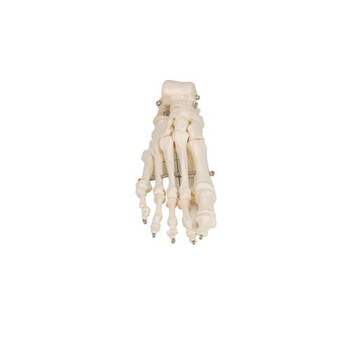 Esqueleto do pé montado em arame, 1019355 [A30], Modelos de esqueletos da perna e pé