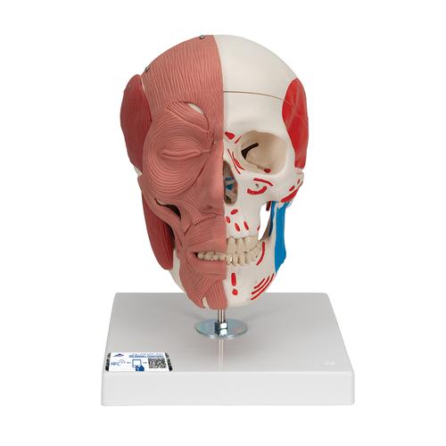 具有面部肌肉的颅骨模型 - 3B Smart Anatomy, 1020181 [A300], 肌肉组织模型