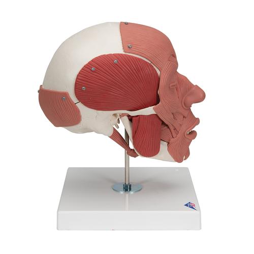 Crâne avec muscles faciaux - 3B Smart Anatomy, 1020181 [A300], Modèles de têtes